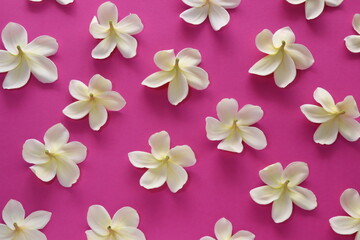Fototapeta na wymiar Tropical flowers on pink background.