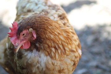 portrait of a chicken