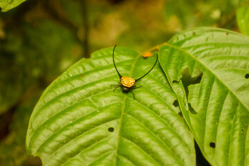 Gasteracantha hasselti spider in thailand
