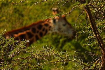 giraffe in the woods eating.