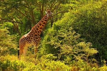 giraffe in the wild