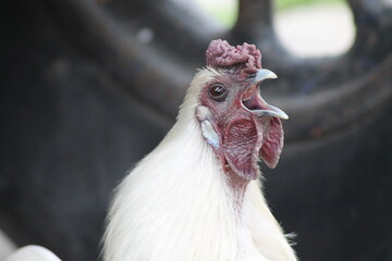 close up of a rooster