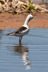Echasse blanche,  Himantopus himantopus, Black winged Stilt