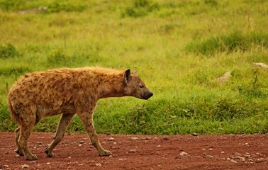 Hyena in the wild.