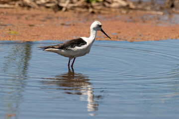 Echasse blanche,  Himantopus himantopus, Black winged Stilt