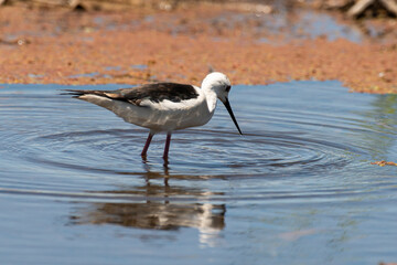 Echasse blanche,  Himantopus himantopus, Black winged Stilt