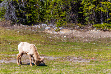 Obraz na płótnie Canvas Mountain goat in canada