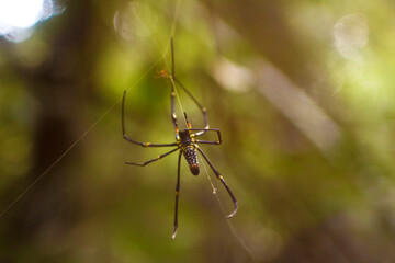Nephila pilipes in thailand