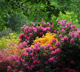 Fototapeta premium rhododendron flowers