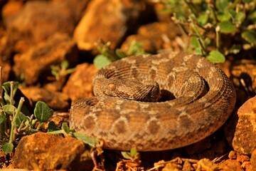 Rattlesnake between rocks.