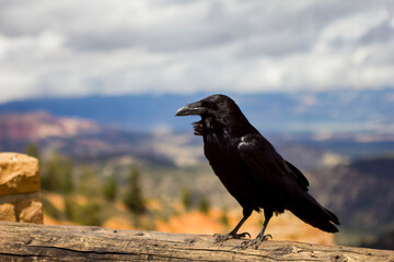 crow on the rocks.