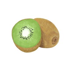 色鉛筆風のキュウイイラスト