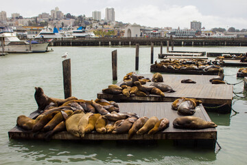 seal in San Francisco harbor.