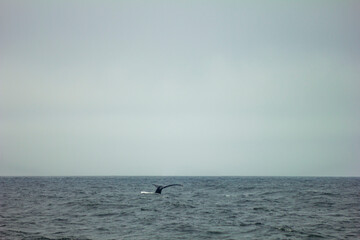 Obraz premium Whale tail.
