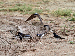 House martin, Delichon urbicum, collecting mud for the nest, Xativa Spain