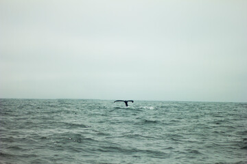 Fototapeta na wymiar Whale tail.