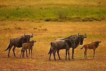 wilderbeast in the wild, with young.