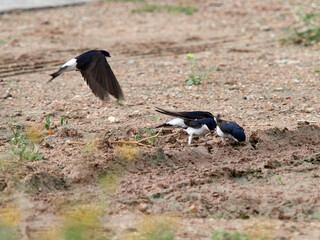 House martin, Delichon urbicum, collecting mud for the nest, Xativa Spain
