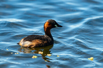 Grèbe castagneux,.Tachybaptus ruficollis, Little Grebe
