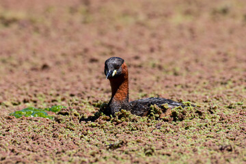 Grèbe castagneux,.Tachybaptus ruficollis, Little Grebe
