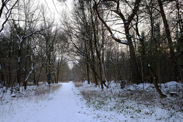 Schwarz-Weiß - Waldweg im Schnee