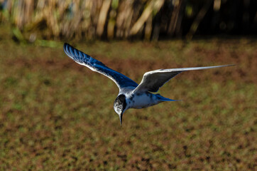 Guifette moustac,. Chlidonias hybrida,  Whiskered Tern