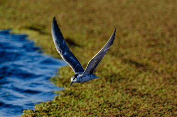 Guifette moustac,. Chlidonias hybrida,  Whiskered Tern