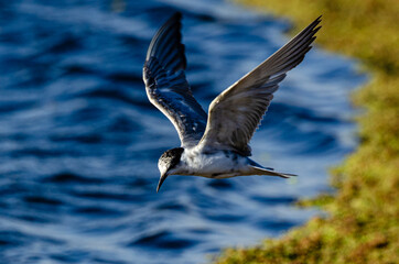 Guifette moustac,. Chlidonias hybrida,  Whiskered Tern