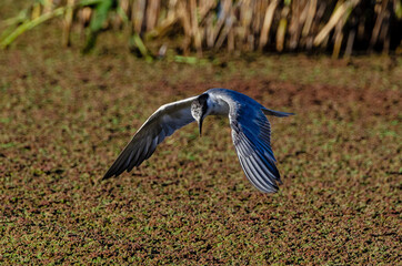 Guifette moustac,. Chlidonias hybrida,  Whiskered Tern