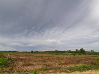 landscape with vineyard