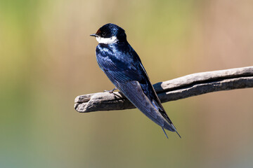 Hirondelle à gorge blanche,.Hirundo albigularis, White throated Swallow