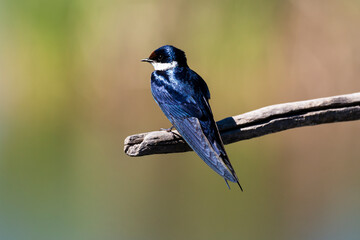 Hirondelle à gorge blanche,.Hirundo albigularis, White throated Swallow