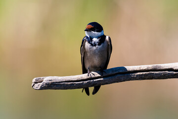 Hirondelle à gorge blanche,.Hirundo albigularis, White throated Swallow