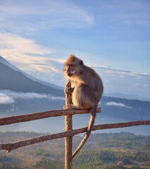 Obraz na płótnie Canvas Monkey with tongue sticking out. Funny macaque sitting on a wooden fence. Mountain in the background