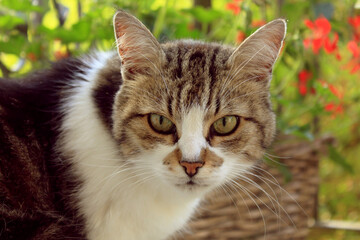 tiere in der natur 