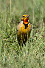 Sentinelle du Cap,.Macronyx capensis, Cape Longclaw