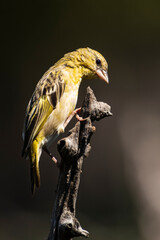 Tisserin à tête rousse,.Ploceus velatus, Southern Masked Weaver