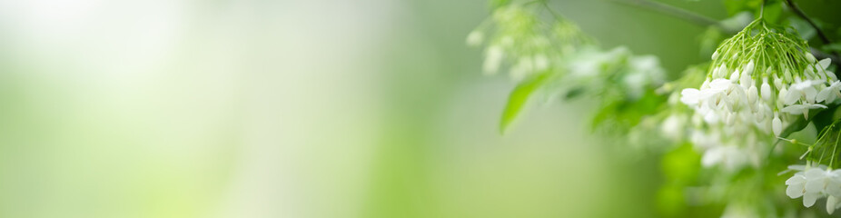 Nature of flower in garden using as cover page background natural flora wallpaper or template...