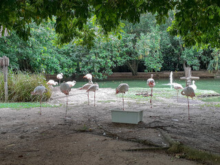 flock of flamingos