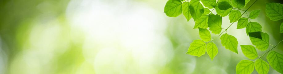 Nature of green leaf in garden at summer. Natural green leaves plants using as spring background...