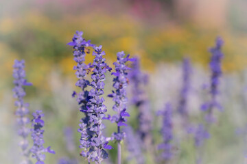 Selective focus of purple Angelonia flowers blooming on the garden with soft and blurred background.