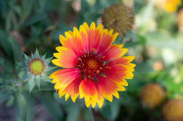 Close-up a single of red yellow Gaillardia pulchella, Indian blanket flowers blooming on blurred backgrounds.