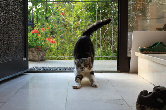 katze in der frien natur im sommer