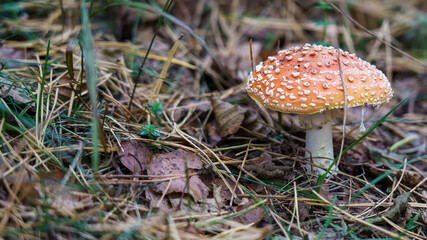 Beautiful view on forest near lake Naroch