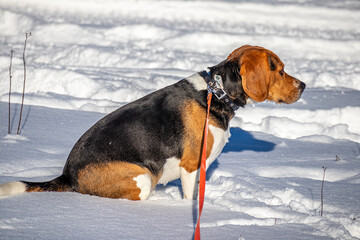 Beagle