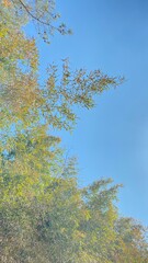 autumn leaves against sky