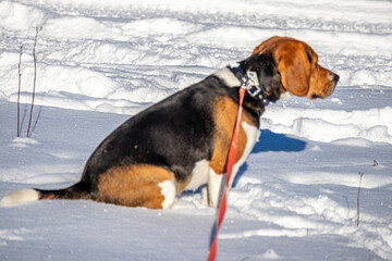 Beagle