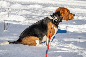 Hund