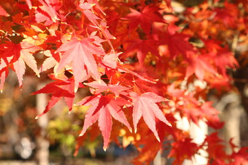 Autumn leaves in Japan