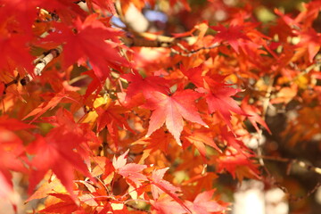 Autumn leaves in Japan